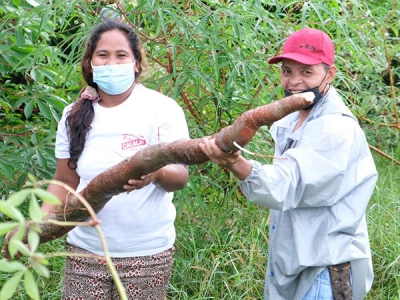 Community members of Barangay Wagdas, Pandan, Catanduanes harvest cassava from their plantation.